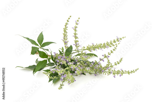 Foto Five leaved chaste tree or Vitex negundo isolated on white background