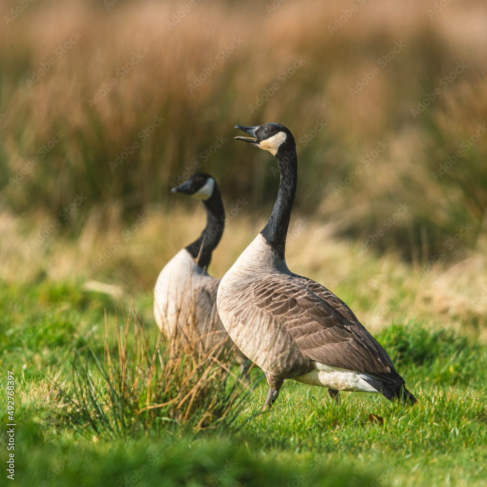 Canada Geese, Canada Goose, Branta Canadensis in habitat Canada Geese, Canada Goose, Branta Canadensis in habitat