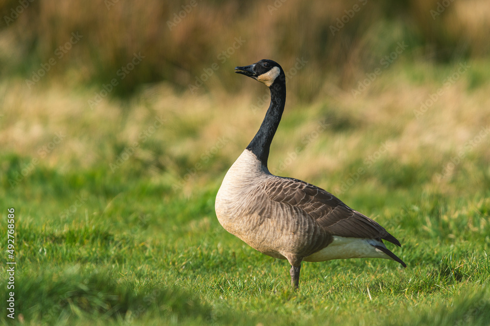 Canada Geese, Canada Goose, Branta Canadensis in habitat Canada Geese, Canada Goose, Branta Canadensis in habitat