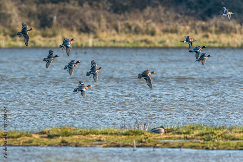 Fotografie, Obraz Eurasian Wigeon, Mareca penelope - birds in flight over marshland