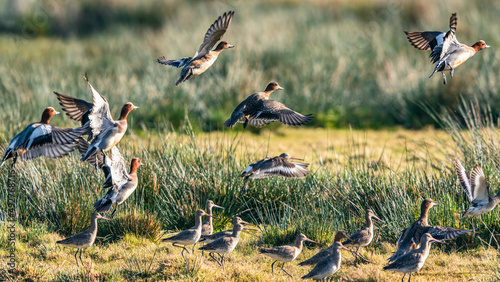 Φωτογραφία Eurasian Wigeon, Mareca penelope - birds in flight over marshland