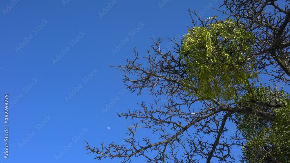 Mistletoe, green leaves and white fruits on a tree branch (Viscum album) - (4K) Mistletoe, green leaves and white fruits on a tree branch (Viscum album) - (4K)