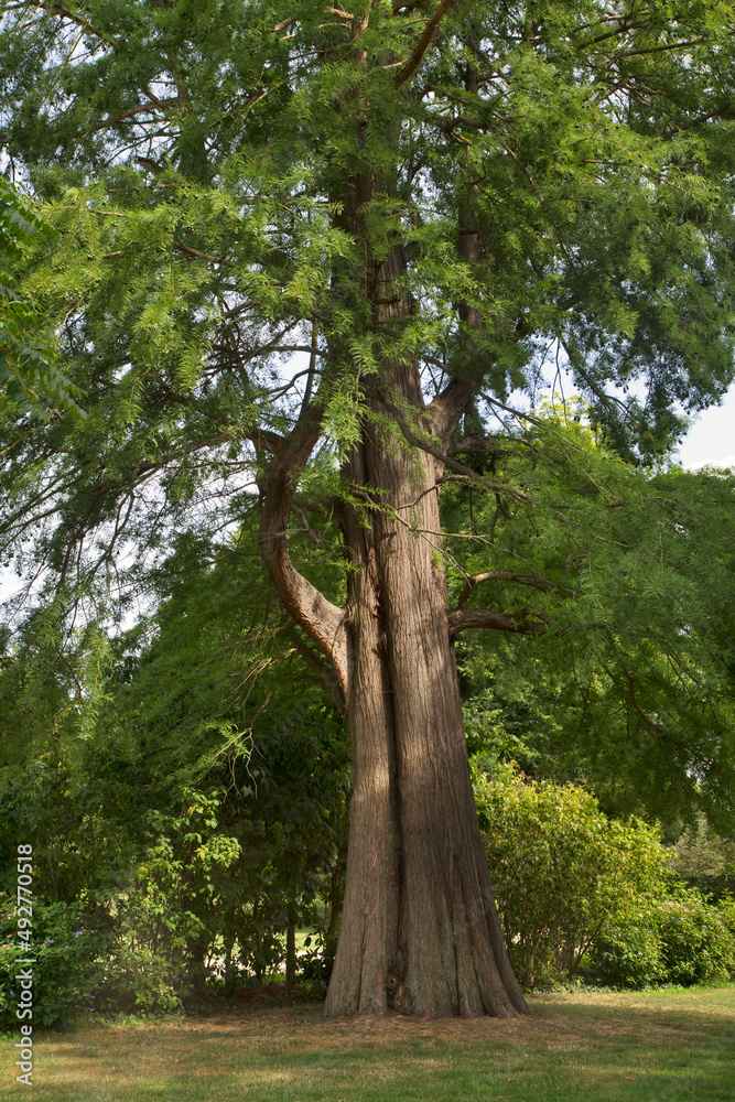 Fototapeta premium Old tree at Park von Muskau (Park Muzakowski) near Bad Muskau. UNESCO World Heritage Site. Germany