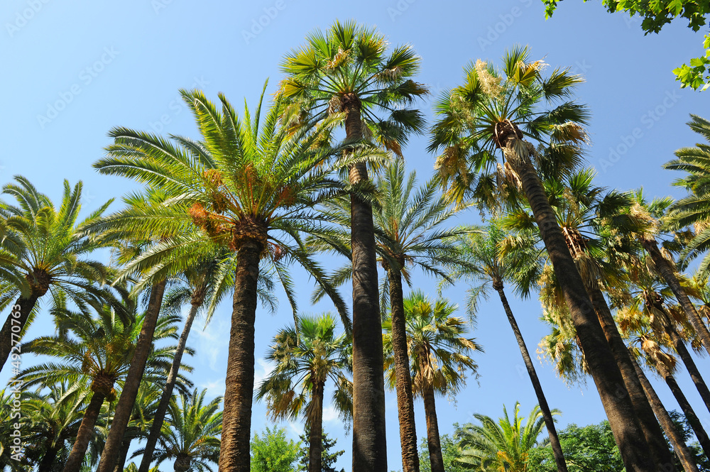 Garden of palm trees of various types in the Parque de Maria Luisa in Seville, Spain