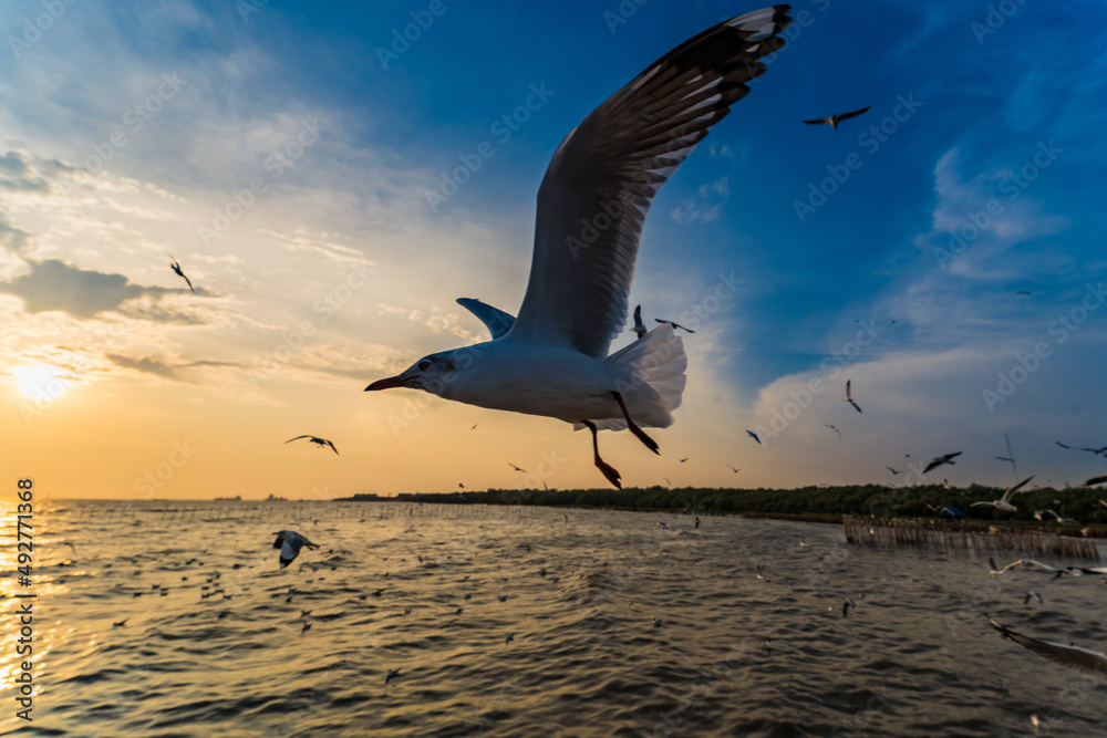Flock Seagull are Flying on sunset background ,Bang poo ,Samutpragan, Thailand .