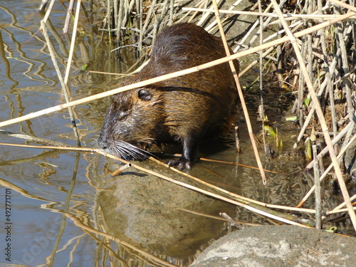 nutria (Myocastor coypus), also known as the coypu arge, herbivorous semiaquatic rodent Echimyidae, the family of the spiny rats burrows alongside stretches of water, and feeds on river plant stems photo