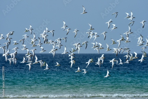 Brandseeschwalben (Thalasseus sandvicensis), Sandwich tern, an der Küste von Fuerteventura. photo