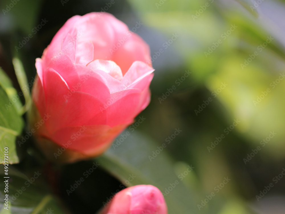 日の光を透過して透け感のある開花途中の椿のピンクの花びらのグラデーション