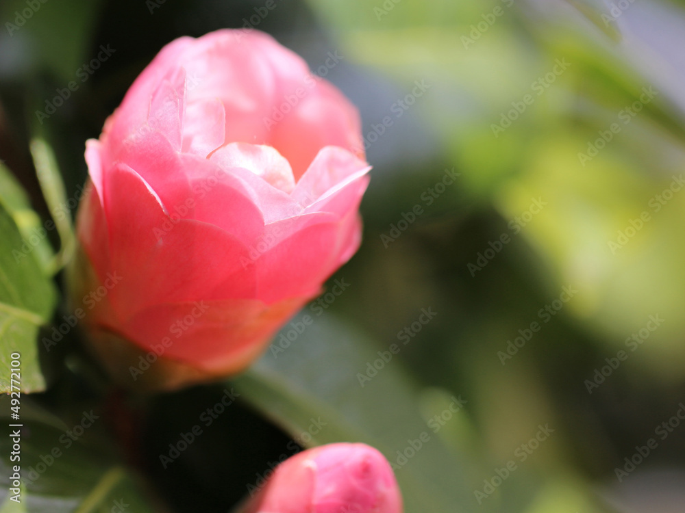Fototapeta premium 日の光を透過して透け感のある開花途中の椿のピンクの花びらのグラデーション