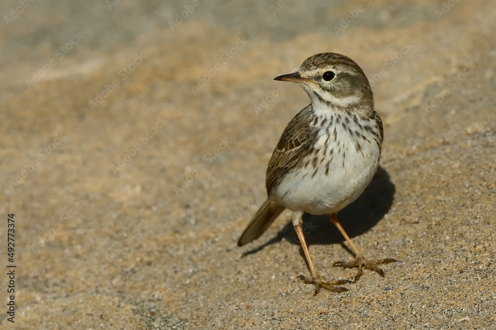 Ein Kanarenpieper (Anthus berthelotii), Berthelot´s pipit, auf Fuerteventura. Ein Kanarenpieper (Anthus berthelotii), Berthelot´s pipit, auf Fuerteventura.