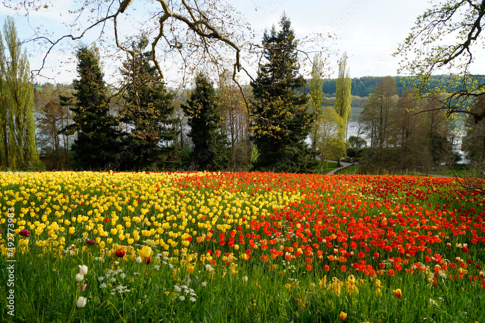 	
a lush spring meadow full of colorful tulips on Flower Island Mainau on a sunny April day with the German Alps in the background (lake Constance or Bodensee, Germany)	
