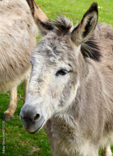 a cute and fluffy donkey resting on a green meadow on island of Mainau in Germany © Julia