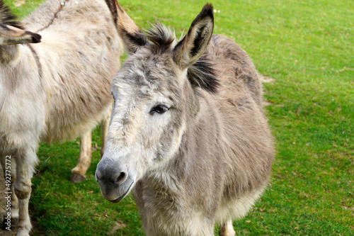 a cute and fluffy donkey resting on a green meadow on island of Mainau in Germany	