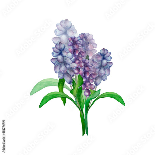 Purple spring flowers watercolor bouquet of muscari,