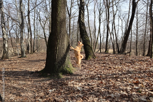 Fototapeta Naklejka Na Ścianę i Meble -  Dog play in a forest