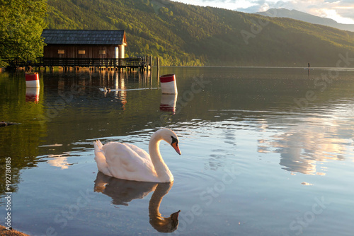 A swan swimming across the Millstatt lake in Austria during the sunset. The bird is slowly crossing the calms surface of the lake. The lake's surface is reflecting the soft clouds. Calmness and peace photo