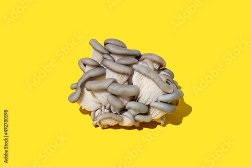 oyster mushroom on yellow background