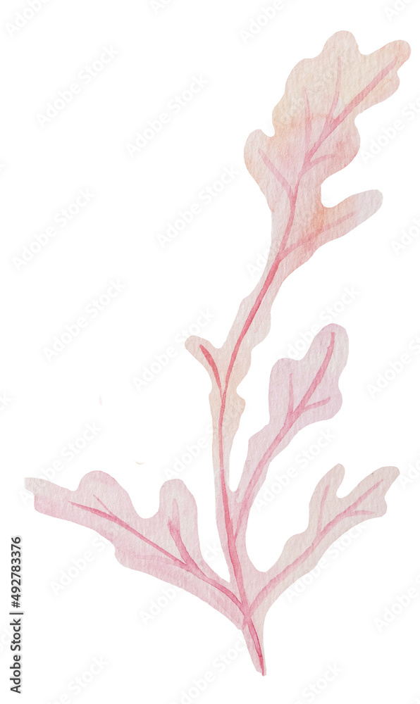 Set of hand drawn Watercolor seaweed Illustration in pastel pink