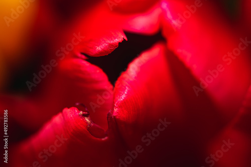 Red tulip closeup, selective focus.Macro.
