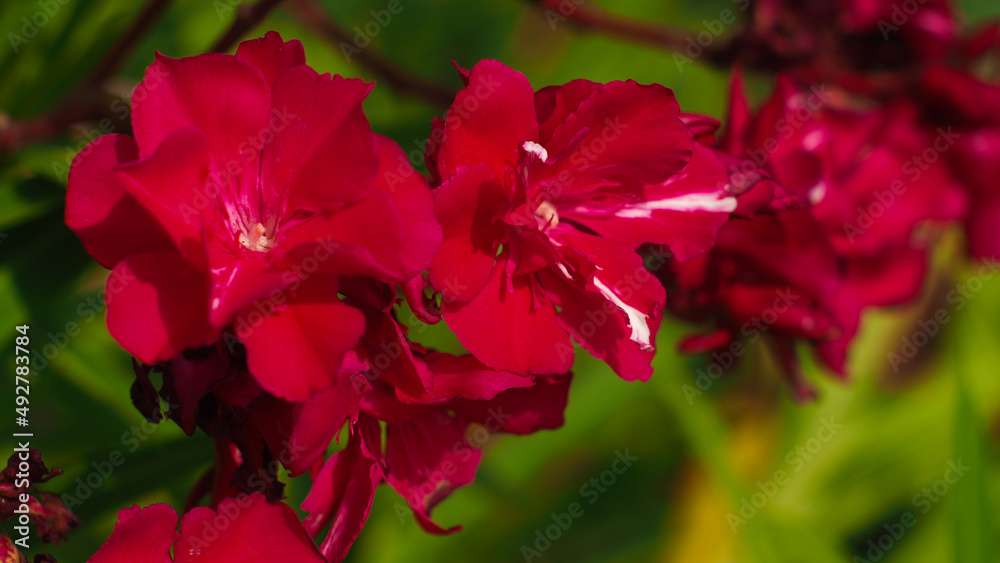 Macro de pétales de fleurs rouges Macro de pétales de fleurs rouges