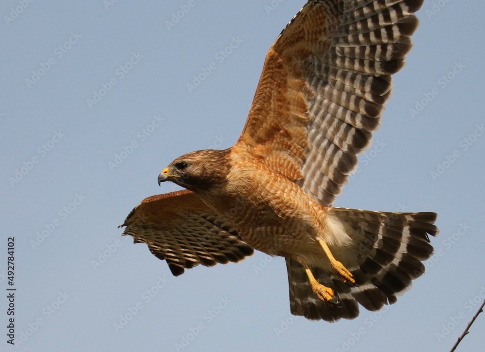 Fototapeta premium Re Shouldered Hawk in flight