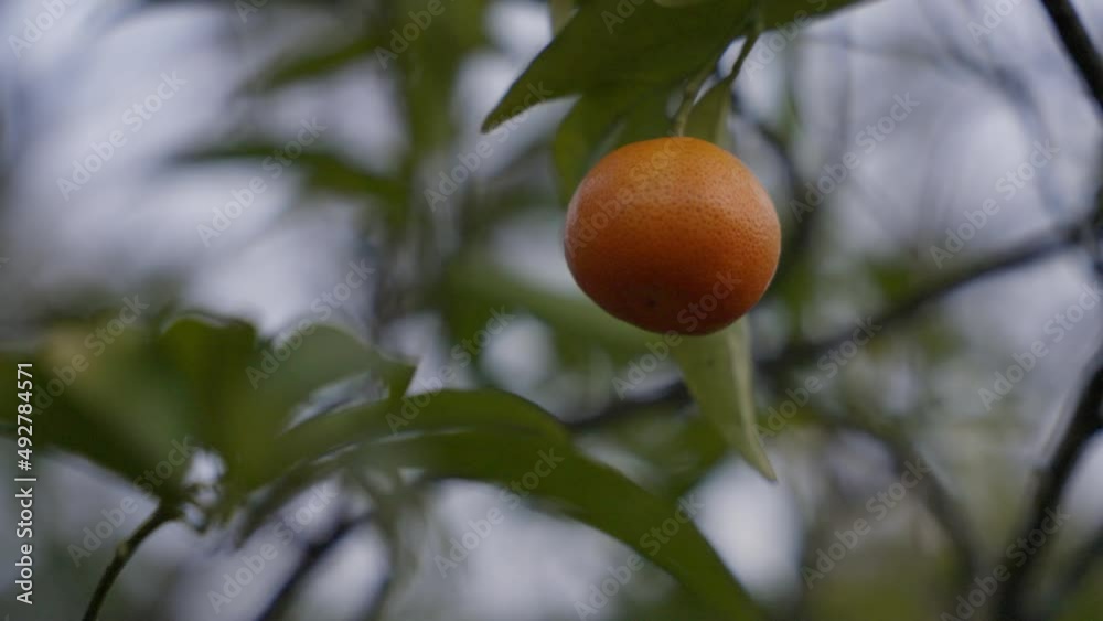Juicy orange tangerine swaying in breeze in fruit tree; static bokeh Juicy orange tangerine swaying in breeze in fruit tree; static bokeh