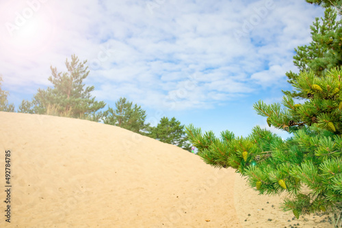 Sunny weather, summer sun pines with white sand.Sand dunes, deciduous and coniferous trees.
