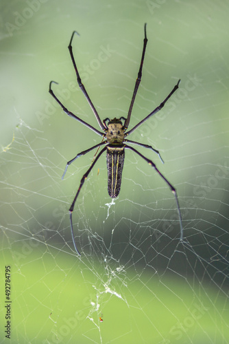  Close up, banana spider or giant wood spider.