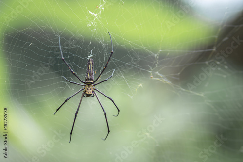 wood spider or banana spider. black from Indonesia