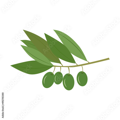 vector illustration of olives, Branch, leaves. Isolated on white background. few olives on a branch with leaves