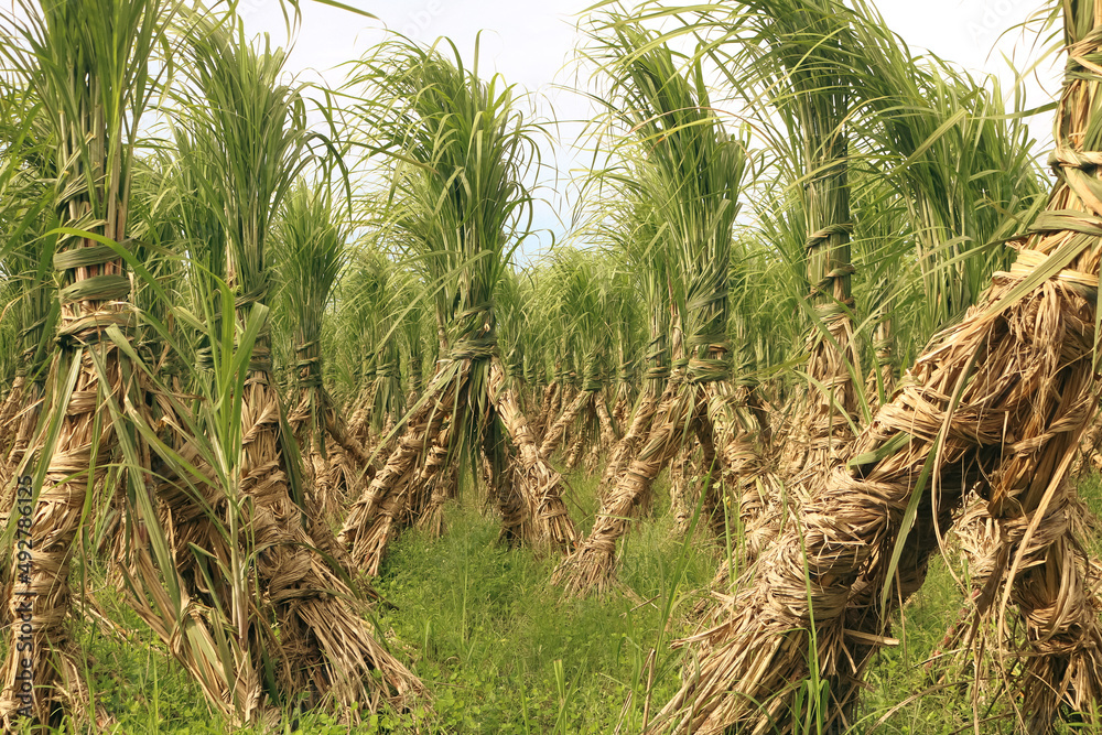Sugarcane field. Row upon row of sugarcane. Delicious sugar is made from sugarcane.