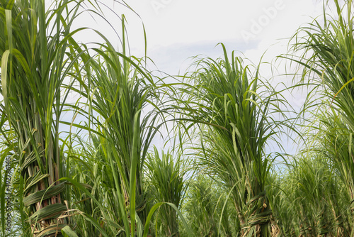 Sugarcane field. Row upon row of sugarcane. Delicious sugar is made from sugarcane.