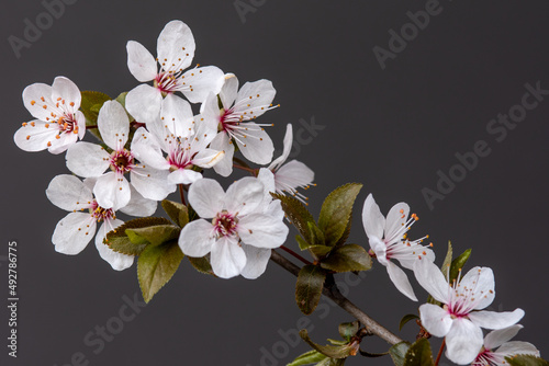 Cherry blossom stillife close up photo with a purple background