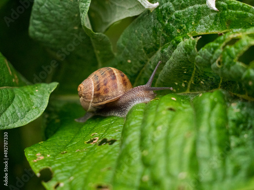 escargot