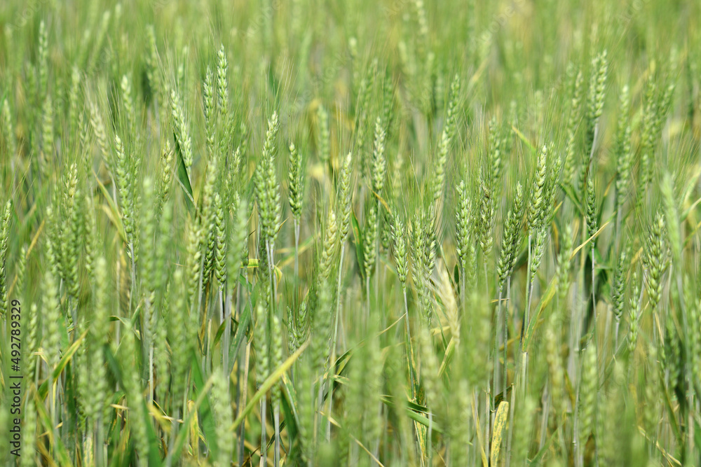 Green wheat field. Agriculture farm and farming concept Green wheat field. Agriculture farm and farming concept