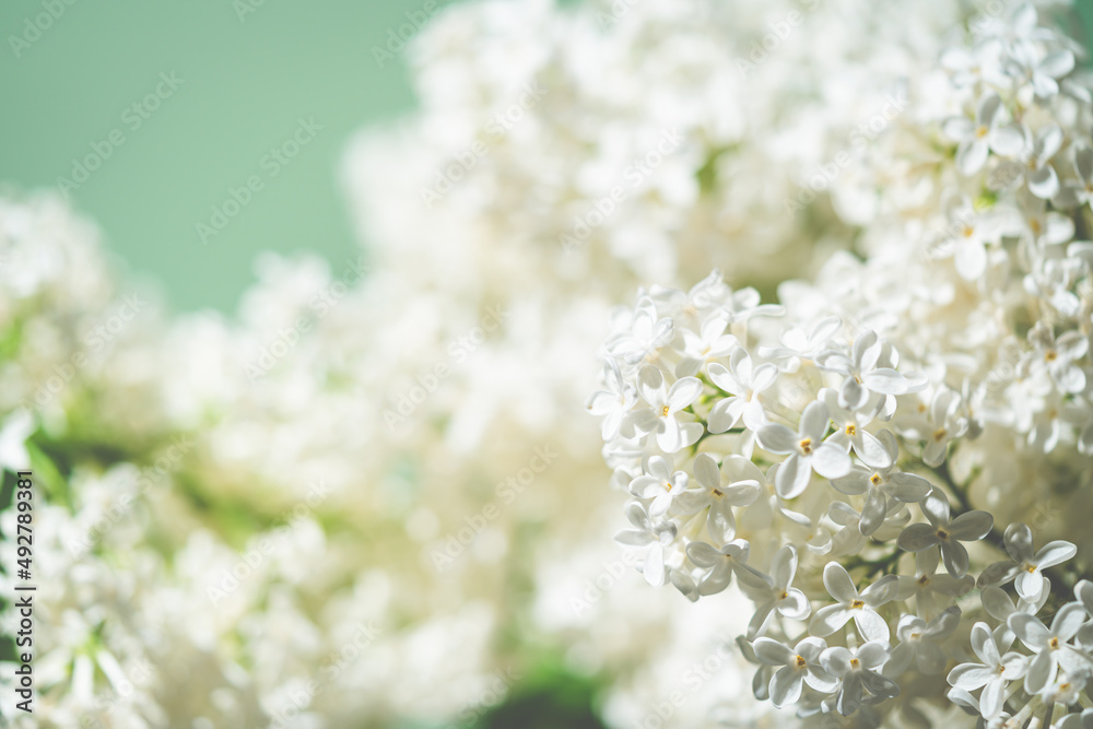 White lilac flowers on spring blossom green background