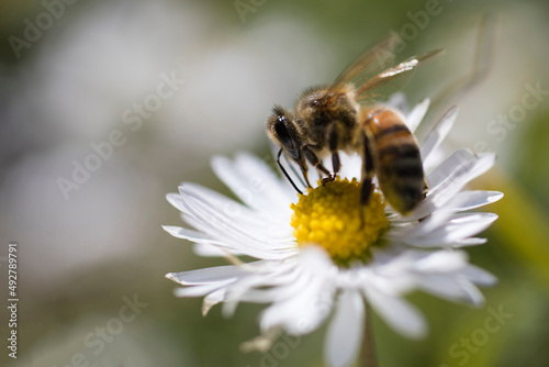 big bee on chamomile flower in summer