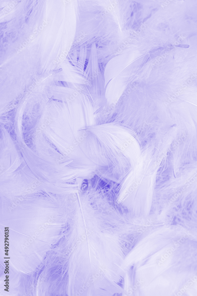 Violet feather background. Violet feather background.