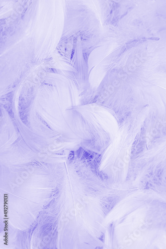 Violet feather background.