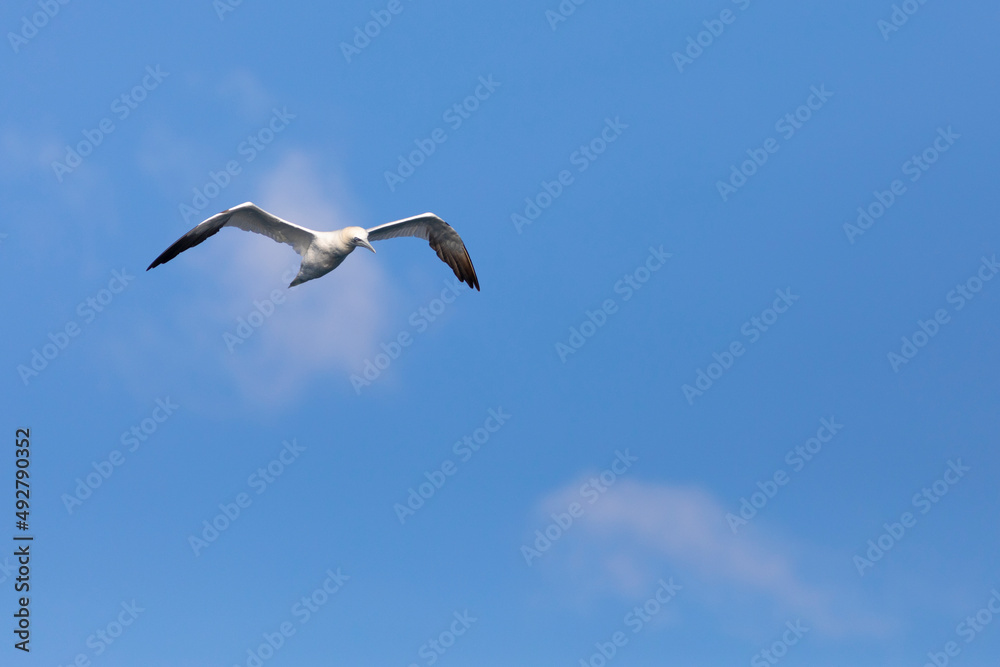 alcatraz común o alcatraz atlántico (Morus bassanus) volando sobre un cielo azúl alcatraz común o alcatraz atlántico (Morus bassanus) volando sobre un cielo azúl