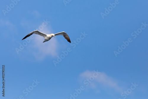 alcatraz común o alcatraz atlántico (Morus bassanus) volando sobre un cielo azúl