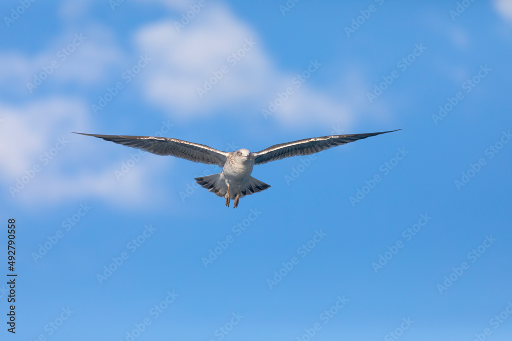 Gaviota sombría (Larus fuscus) volando sobre un cielo azúl con nubes. Diciembre. Tarragona, España, Mar Mediterráneo. Gaviota sombría (Larus fuscus) volando sobre un cielo azúl con nubes. Diciembre. Tarragona, España, Mar Mediterráneo.