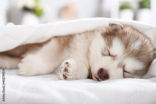 Cute Alaskan malamute puppy sleeping under a blanket in the room