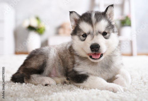 Cute grey Alaskan malamute puppy lying on the carpet in the room