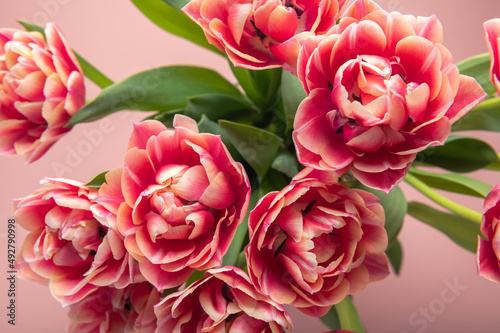 Fototapeta Naklejka Na Ścianę i Meble -  Beautiful Bunch of Colorful ParrotTulips in the Vase on pink background, spring holiday concept, copy space