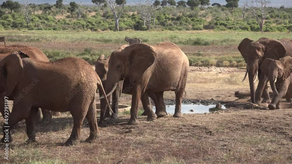 A herd of African elephants drink from a waterhole at dusk in Etosha National Park, Namibia, Africa. A herd of African elephants drink from a waterhole at dusk in Etosha National Park, Namibia, Africa.