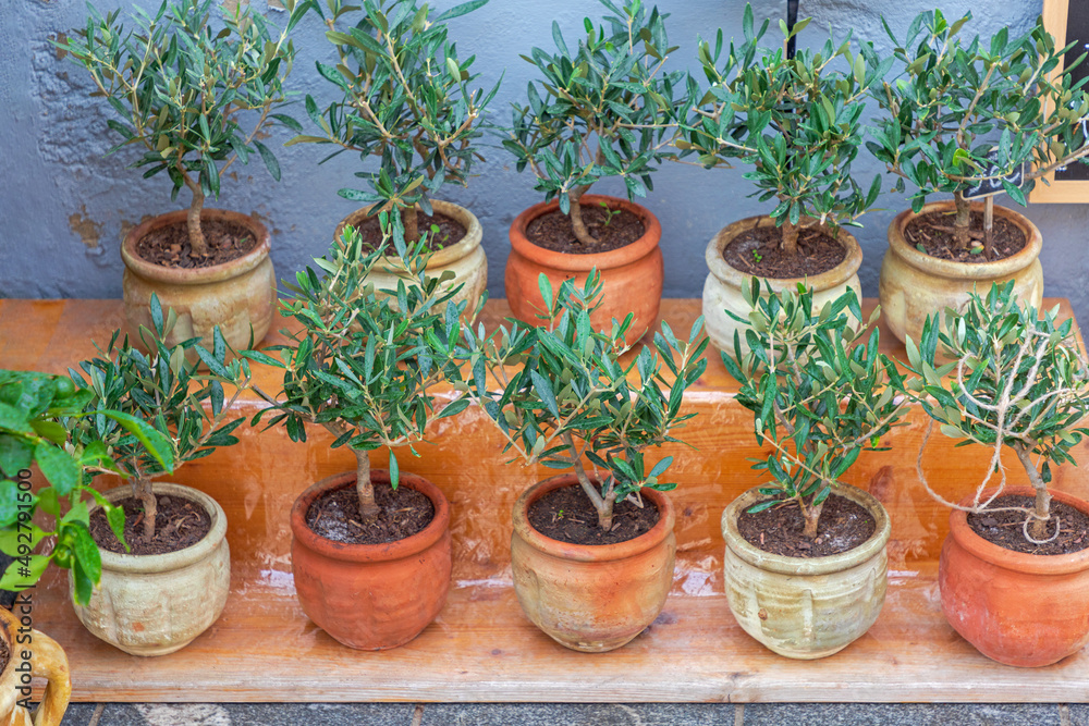 Olive Tree Pots