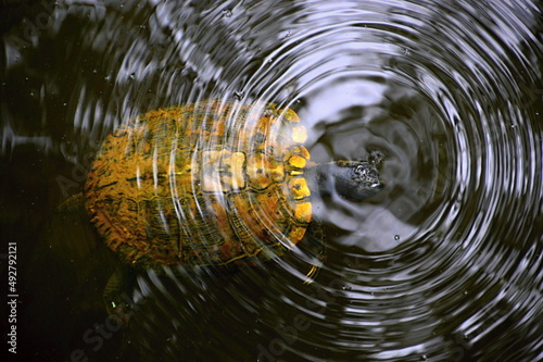 Schildkröte unter Wasser im Congaree National Park, South Carolina