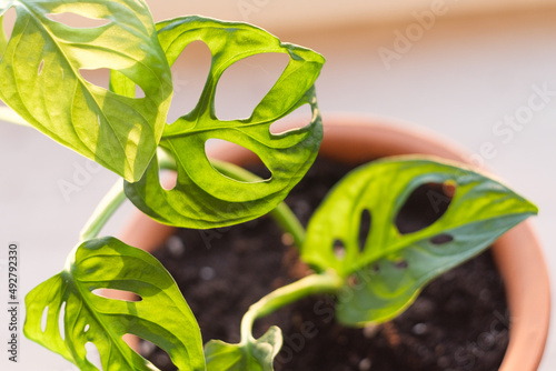 Leaves close-up of monstera monkey mask plant in flower pot illuminated by sunlight. Monstera Obliqua or Monstera adansonii. Houseplant care concept. Liana with carved leaves, fast growing plant. photo