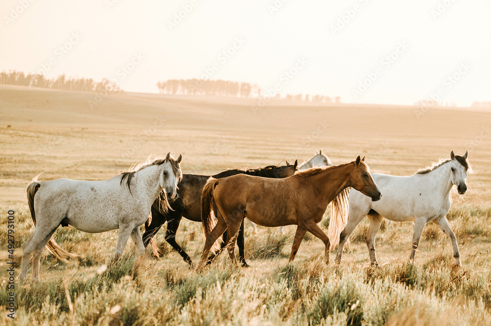 Fototapeta premium horses in the field